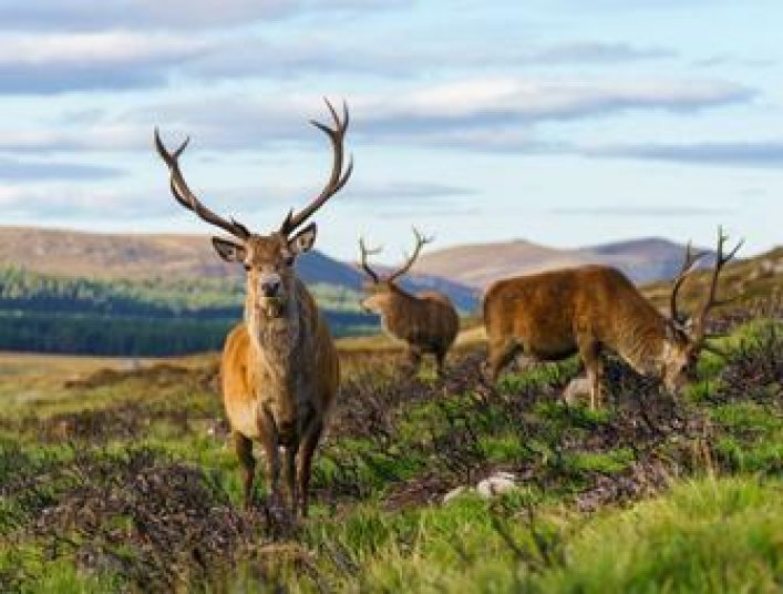 Cairngorms Mountains