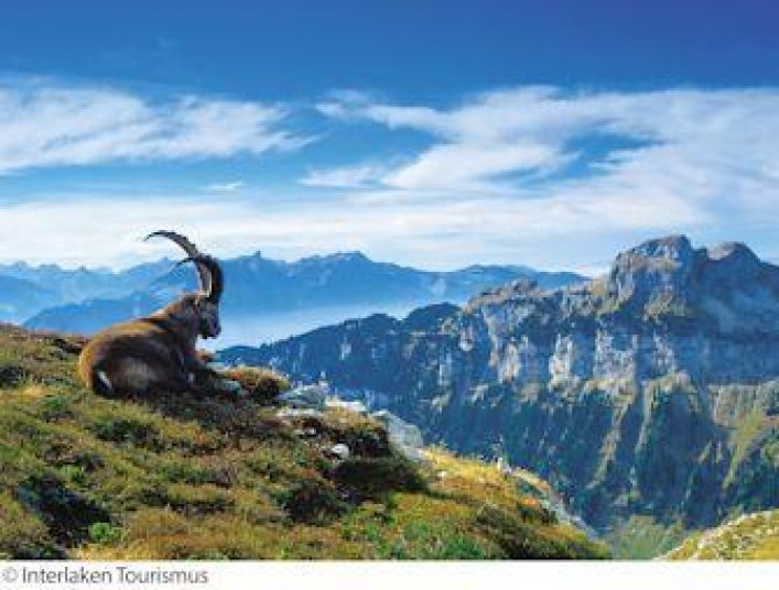 De Zwitserse Alpen thumb