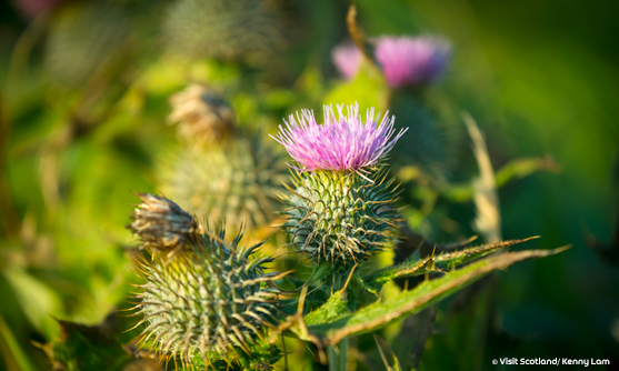 Thistles, Orkney