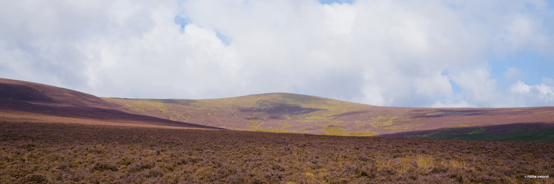 Djouce Mountain, Wicklow Mountains