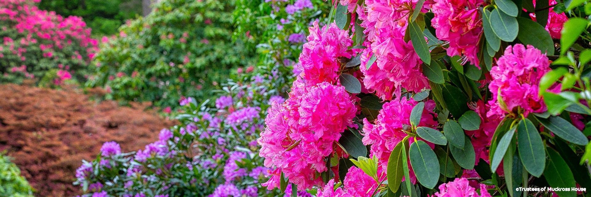 18 blooming ireland.jpg